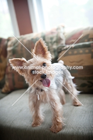 yorkshire terrier standing on green couch
