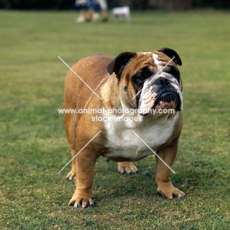 ch thydeal little audie, bulldog  standing on grass