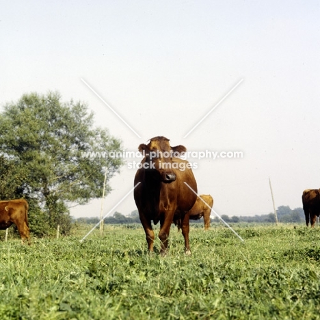 danish red cow standing in field in germany