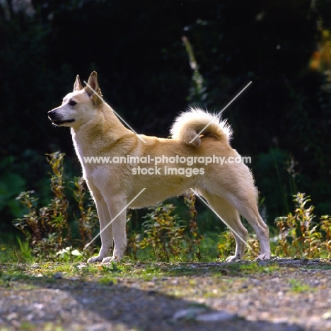 ch squirreldene bjanka, norwegian buhund posed in sunlight