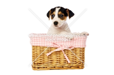 Jack Russell puppy in a wicker basket, isolated on a white background