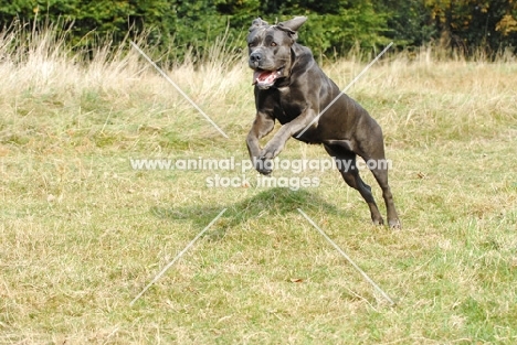 cane corso in full speed