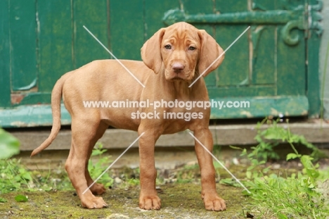 cute shorthaired Hungarian Vizsla puppy, standing near shed