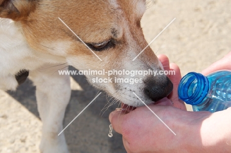 Jack Russell drinking