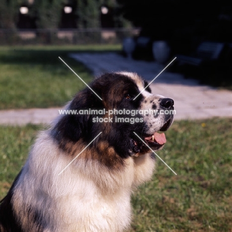 moscow guard dog at exhibition of economic achievement, moscow