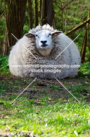 woolly sheep