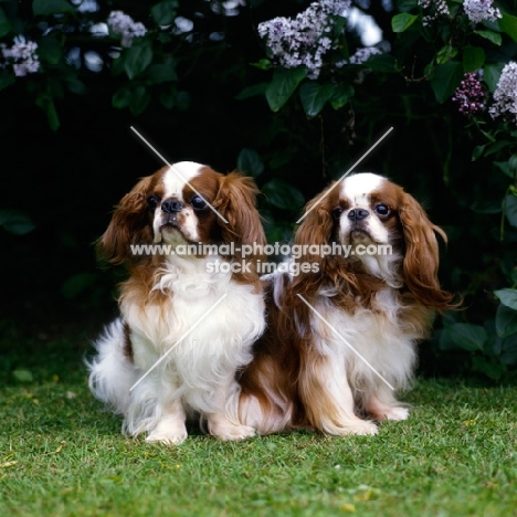 ch tudorhurst theron, ch tudorhurst... , two king charles spaniels in a garden