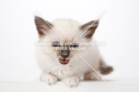 Birman kitten, looking displeased