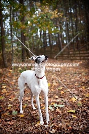 greyhound in profile standing in autumn leaves