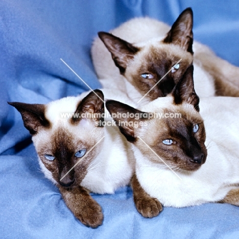three seal point siamese cats