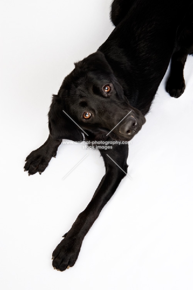 Black Labrador shot from above in the studio