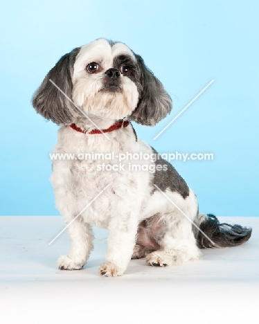 Shih Tzu sitting in studio