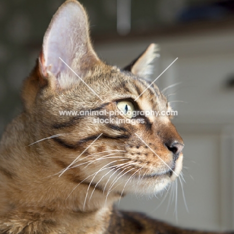 Bengal cat head shot in profile
