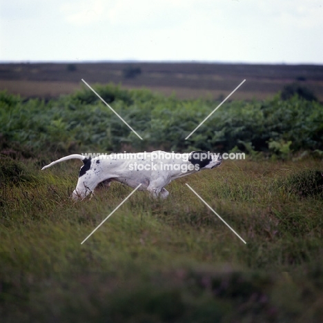 pointer on point in moorland