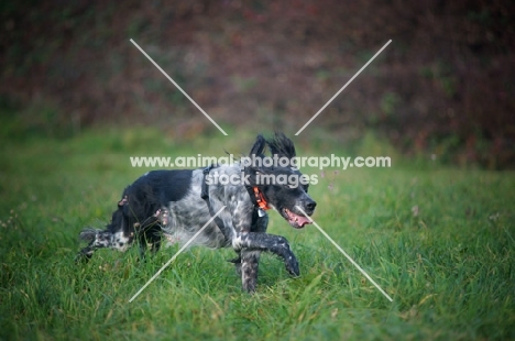 happy black and white English Setter running in a field