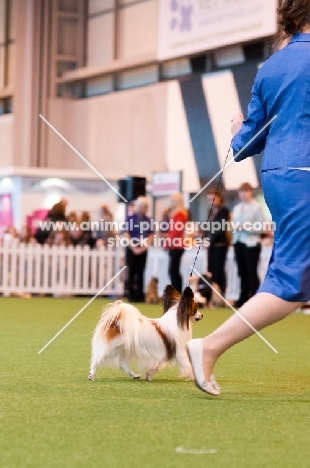 Papillion looking up at owner during YKC competition at Crufts 2012