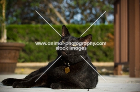 black cat sunbathing