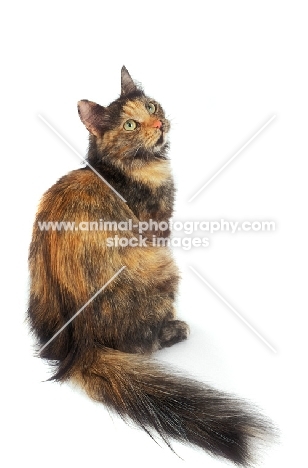 black tortie and white Siberian Forest Cat