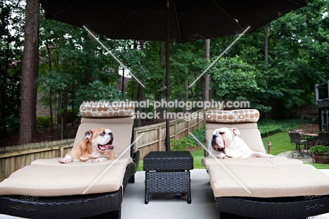 english bulldogs sitting on chaises looking at each other