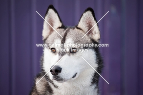 Siberian Husky on purple background