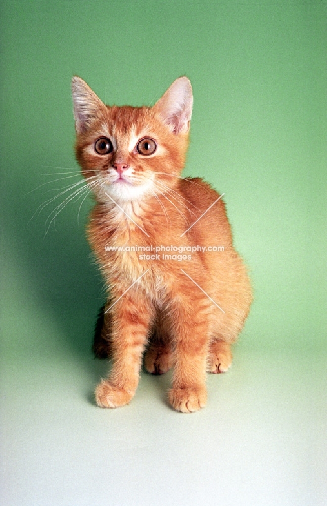 red ticked tabby German Rex, looking up