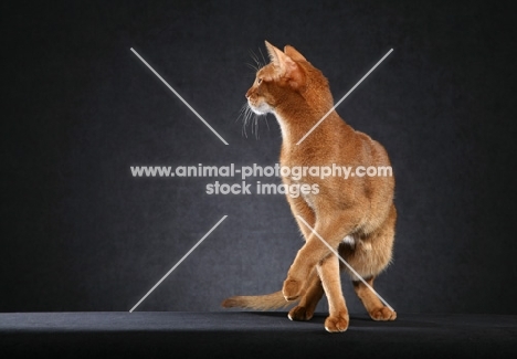 Cinnamon Abyssinian turning to left, head in profile, paw raised to complete turn, against black background