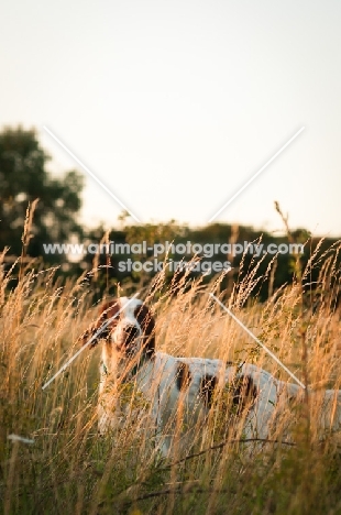 Irish red and white setter in high grass