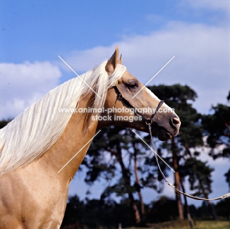 palomino stallion in uk, head study