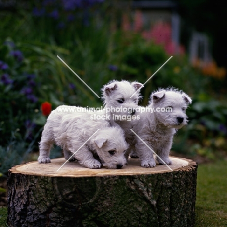 3 west highland white terrier puppies on log
