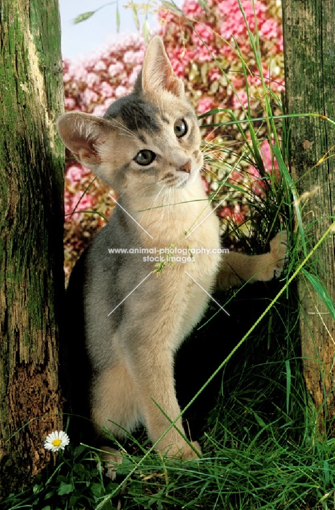 blue Abyssinian kitten