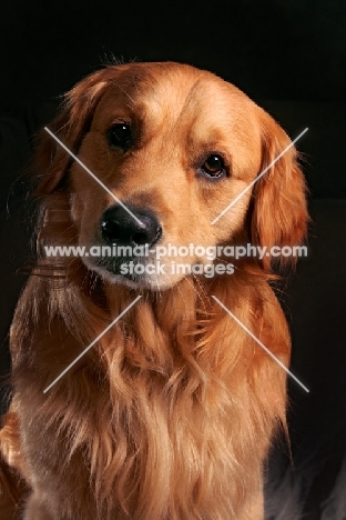 Golden Retriever, looking at camera, black background