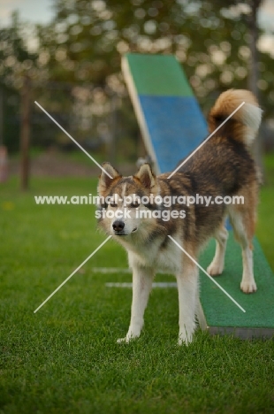 husky mix eith hind legs on the teeter-totter 