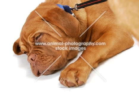 young Dogue de Bordeaux asleep