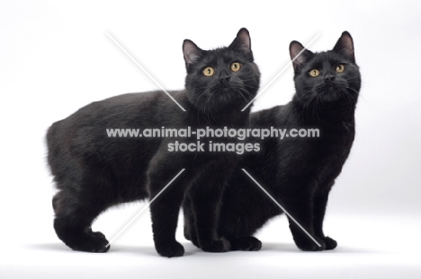 two black Manx cats