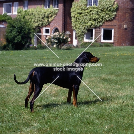 dobermann  standing on grass