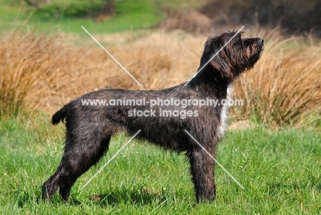 Pudelpointer posed