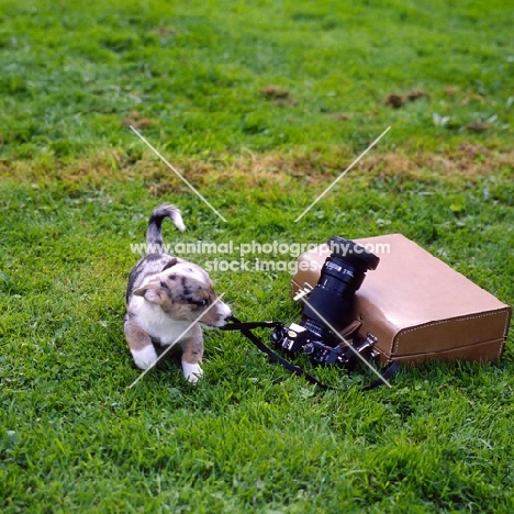 corgi cardigan puppy playing with a camera