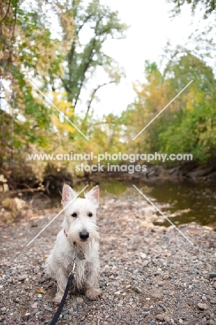 wheaten Scottish Terrier puppy sitting by creek.