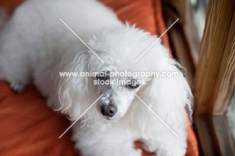 toy poodle close-up