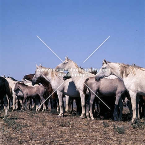 taboon of tersk mares & foals at stavropol stud, russia