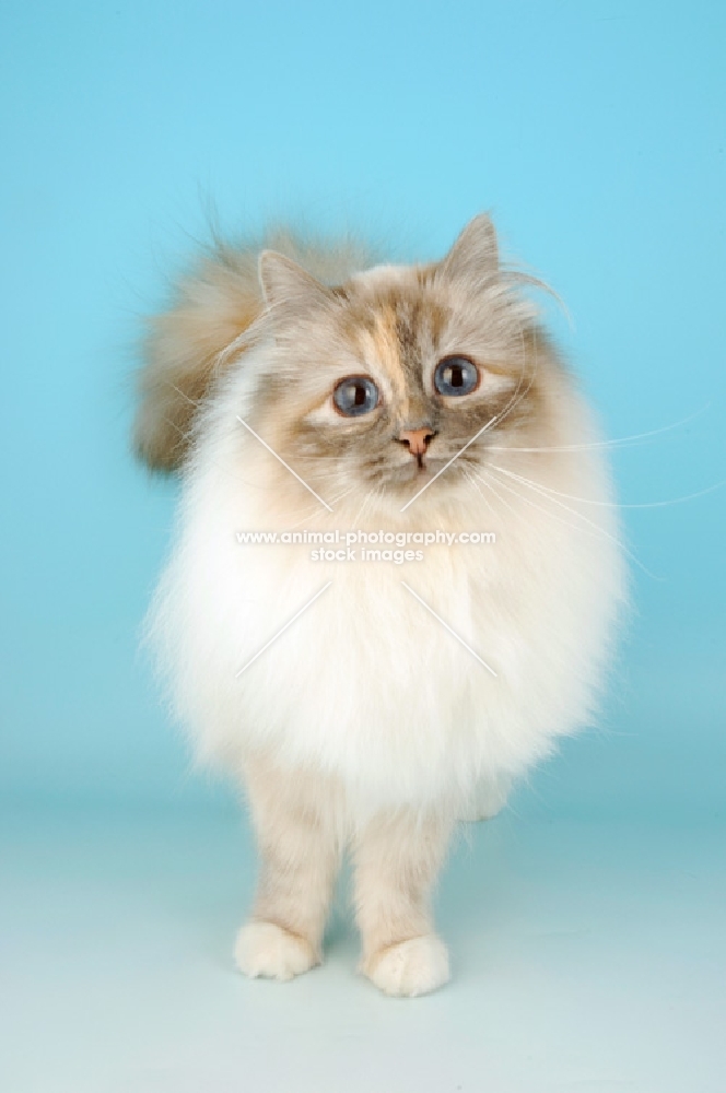 blue tortie tabby birman cat front view