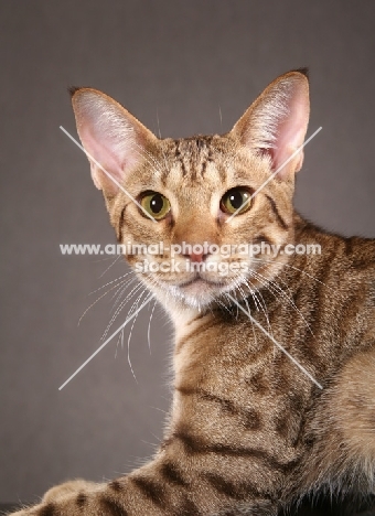 Ocicat on grey background