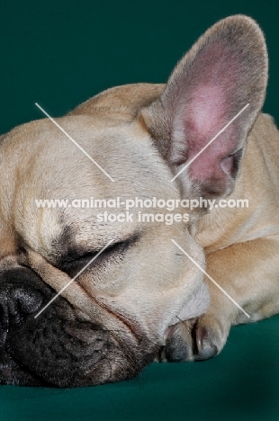cute French Bulldog looking up in green studio