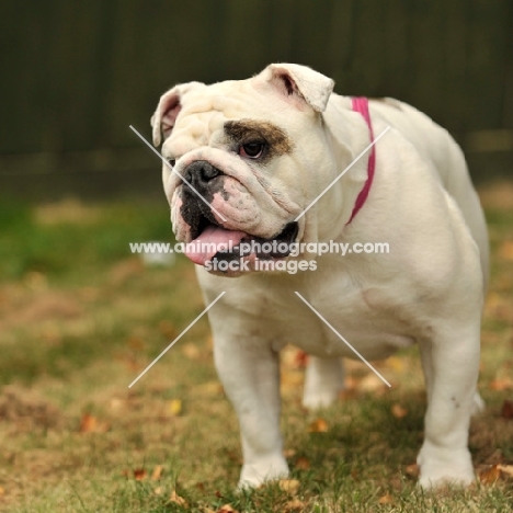 Bulldog on grass