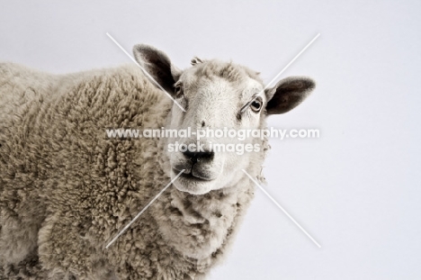 Head shot in studio of white Cheviot cross sheep