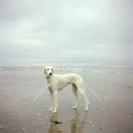 saluki on beach