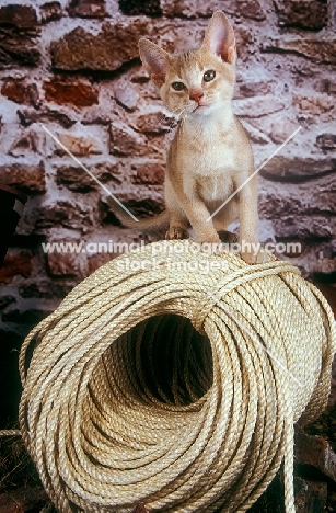 Abyssinian kitten sitting on ropes