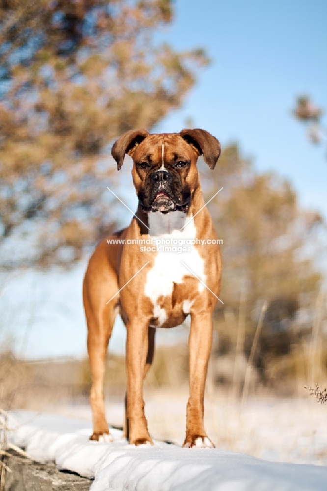 Boxer standing in snow