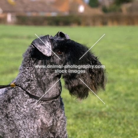 ch arkama made to measure,   kerry blue terrier head and shoulder 