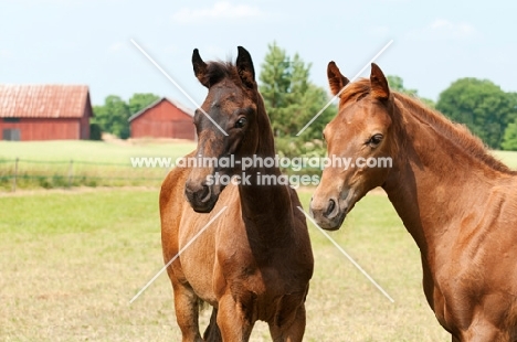 two thoroughbred foals in green field